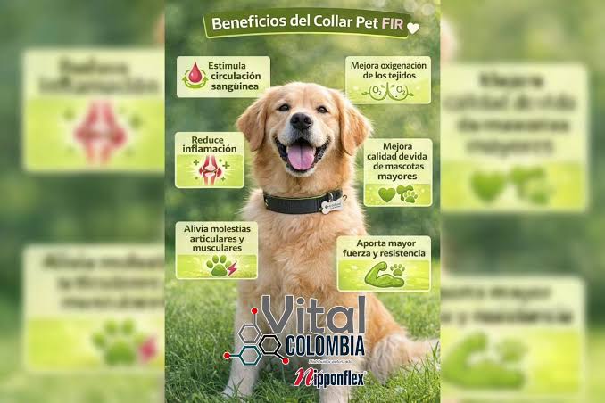 PET COLLAR
